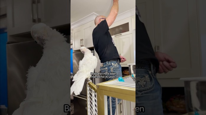 30-Year-Old Bird Is Determined For Dad To Love Her | The Dodo 30-Year-Old Bird Is Determined For Dad To Love Her | The Dodo