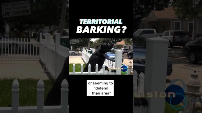 Territorial Barking?!? What Can You Do?? #dogtraining #dogtrainer #barking #puppytraining #dogs Territorial Barking?!? What Can You Do?? #dogtraining #dogtrainer #barking #puppytraining #dogs