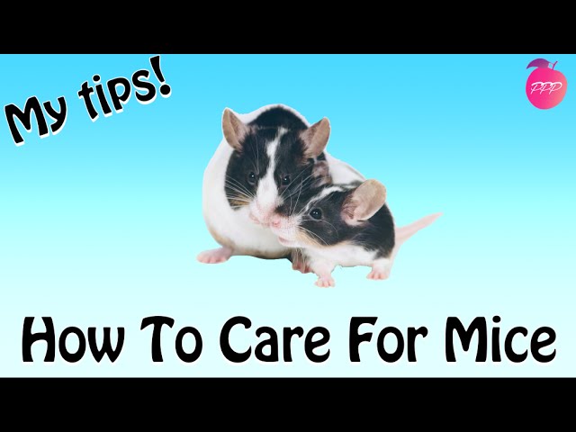HOW TO CARE FOR MICE HOW TO CARE FOR MICE