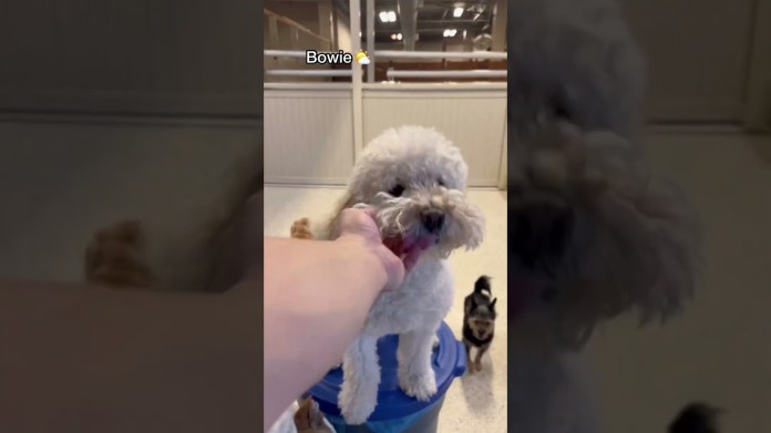 Let’s see who the sweetest dogs are at dog daycare today! #dogshorts #dogdaycare #doglover Let’s see who the sweetest dogs are at dog daycare today! #dogshorts #dogdaycare #doglover