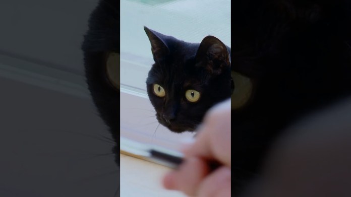 A Ferocious Feline Terrorizes Her Owners With Surprise Attacks | My Cat From Hell | Animal Planet A Ferocious Feline Terrorizes Her Owners With Surprise Attacks | My Cat From Hell | Animal Planet