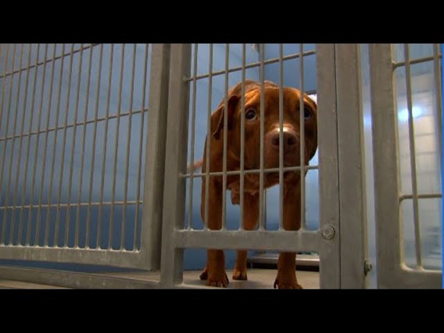 Jacksonville’s Animal Care & Protective Services ‘urgently’ needs foster homes for 60 dogs Jacksonville’s Animal Care & Protective Services ‘urgently’ needs foster homes for 60 dogs