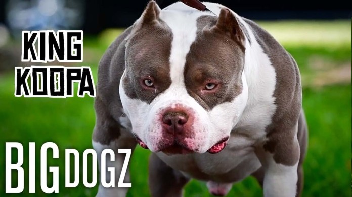 King Koopa – The Heir To Venom’s  Million Throne | BIG DOGZ King Koopa – The Heir To Venom’s  Million Throne | BIG DOGZ