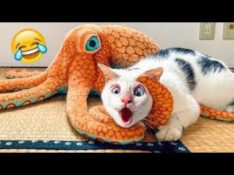 Funny dogs and cats video 2022 #19 – Funny pets video compilation Funny dogs and cats video 2022 #19 – Funny pets video compilation