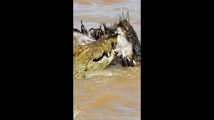 Hungry Crocs Kill EIGHT Wildebeest (Vertical Video) Hungry Crocs Kill EIGHT Wildebeest (Vertical Video)