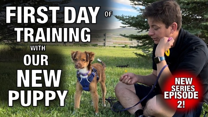How We’re Training the FIRST 3 Things to OUR NEW PUPPY How We’re Training the FIRST 3 Things to OUR NEW PUPPY