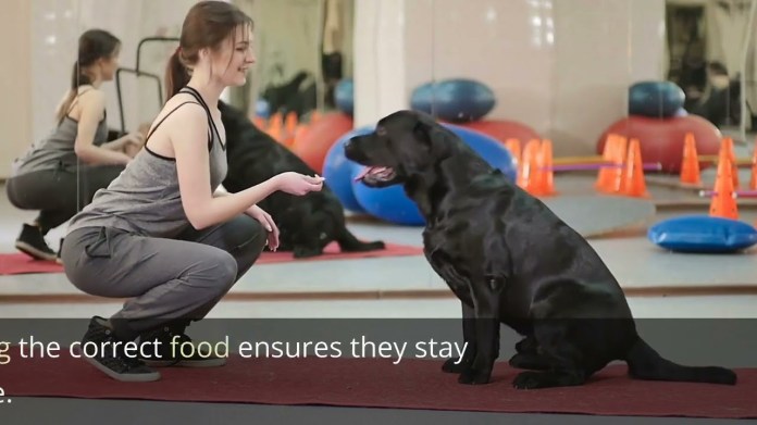 How to Feed Your Dog Right | Pet Care How to Feed Your Dog Right | Pet Care