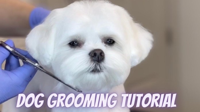 DOG GROOMING TUTORIAL – Step by Step Maltese haircut DOG GROOMING TUTORIAL – Step by Step Maltese haircut