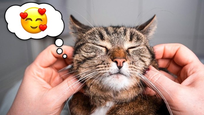 8 Signs You’re Keeping Your Indoor Cat Happy and Healthy At Home 8 Signs You’re Keeping Your Indoor Cat Happy and Healthy At Home
