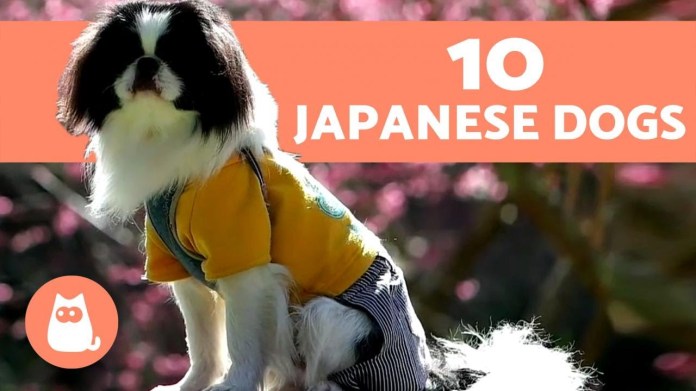 The 10 Most popular Japanese Dog Breeds The 10 Most popular Japanese Dog Breeds