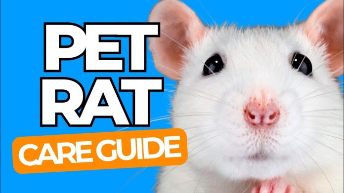 PET RAT CARE 101 – The Happy Pet Guide for Beginners (UPDATE) PET RAT CARE 101 – The Happy Pet Guide for Beginners (UPDATE)