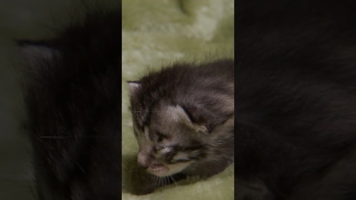 Sparky Is the Last to Do Everything | Too Cute! | Animal Planet Sparky Is the Last to Do Everything | Too Cute! | Animal Planet