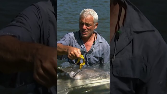 Unbelievable giant sturgeon caught by Jeremy Wade | River Monsters | Animal Planet Unbelievable giant sturgeon caught by Jeremy Wade | River Monsters | Animal Planet