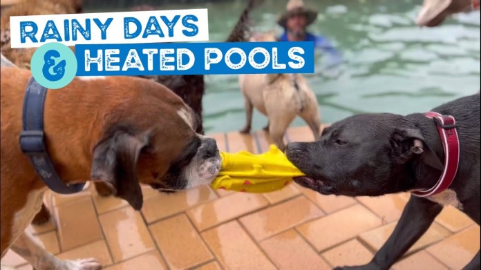 Rainy day heated magnesium pool dogs swimming with outdoor fireplace Rainy day heated magnesium pool dogs swimming with outdoor fireplace