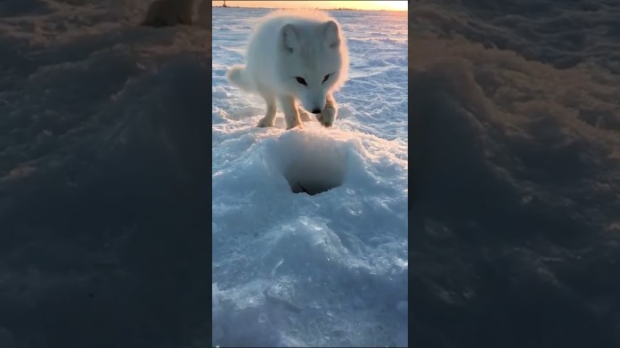 Adorable Arctic Fox Pup Steals Fish Adorable Arctic Fox Pup Steals Fish
