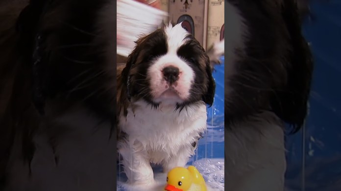 The most adorable St. Bernard puppies take a bath | Too Cute! | Animal Planet The most adorable St. Bernard puppies take a bath | Too Cute! | Animal Planet