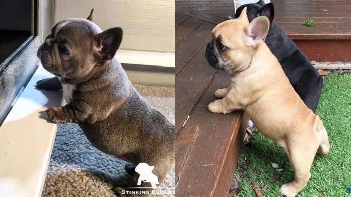 Breeding a French Bulldog will make your home happier Breeding a French Bulldog will make your home happier