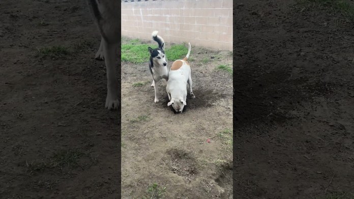 Hilarious Husky Warns Brother That They’re Getting CAUGHT Digging Holes! Hilarious Husky Warns Brother That They’re Getting CAUGHT Digging Holes!
