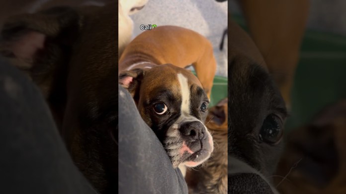 Let’s see who the weirdest dogs are at dog daycare! #dogdaycare #doglover #dogs Let’s see who the weirdest dogs are at dog daycare! #dogdaycare #doglover #dogs