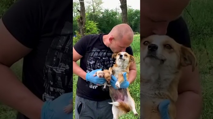 Mama Dog Was Protecting Her Newborn Puppies On Side Of Road | The Dodo Mama Dog Was Protecting Her Newborn Puppies On Side Of Road | The Dodo