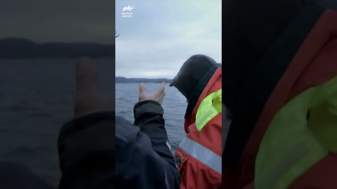 Jeremy Wade hauls a giant from 2,000 feet below! | River Monsters | Animal Planet Jeremy Wade hauls a giant from 2,000 feet below! | River Monsters | Animal Planet