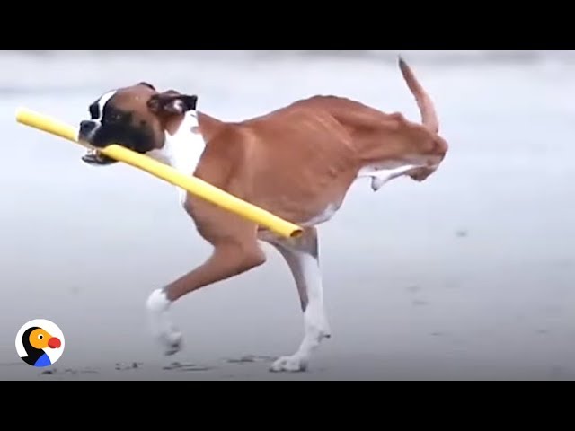 2-Legged Dog THROWN FROM CAR CRASH Reunites With Family | The Dodo 2-Legged Dog THROWN FROM CAR CRASH Reunites With Family | The Dodo