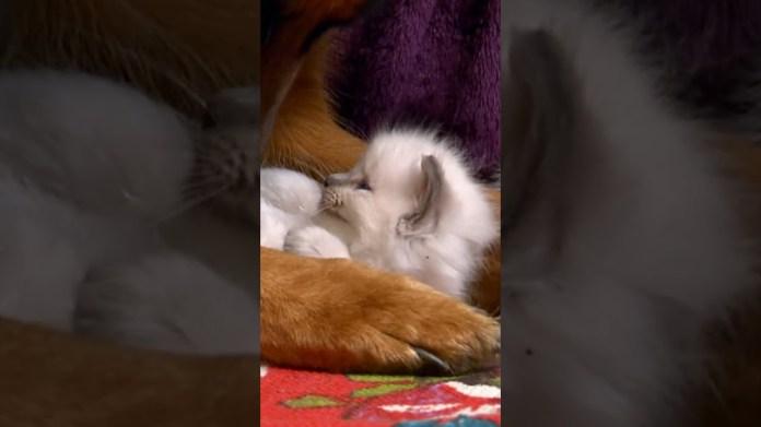Snowball the Cat Makes a Doggy Friend | Too Cute! | Animal Planet Snowball the Cat Makes a Doggy Friend | Too Cute! | Animal Planet