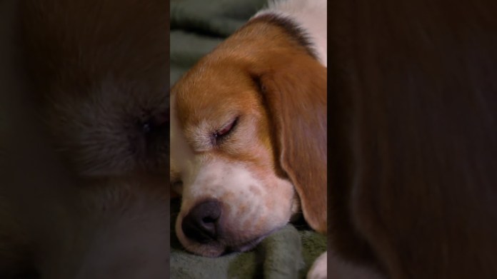 Little Roo Patiently Waits for His Food | Too Cute! | Animal Planet Little Roo Patiently Waits for His Food | Too Cute! | Animal Planet