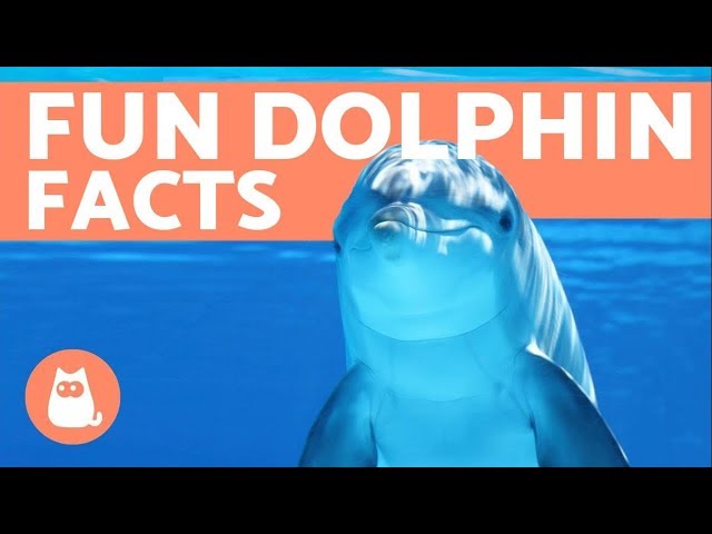 10 Facts About DOLPHINS from Scientific Studies 10 Facts About DOLPHINS from Scientific Studies