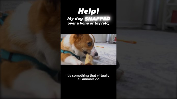 Help! My dog SNAPPED over a bone (or toy, or food, or…) #dogtraining #dogtrainer #resourceguarding Help! My dog SNAPPED over a bone (or toy, or food, or…) #dogtraining #dogtrainer #resourceguarding