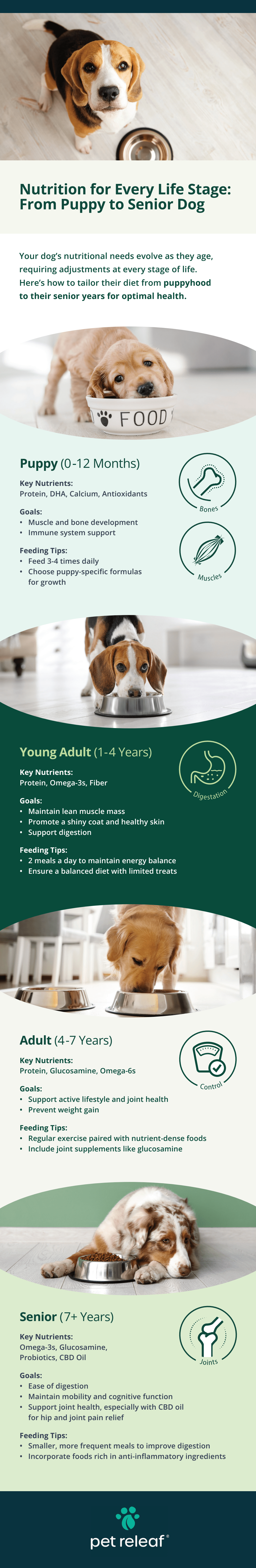 Feeding for Every Phase: Supporting Your Dog’s Health Through Life Stage Nutrition Feeding for Every Phase: Supporting Your Dog’s Health Through Life Stage Nutrition