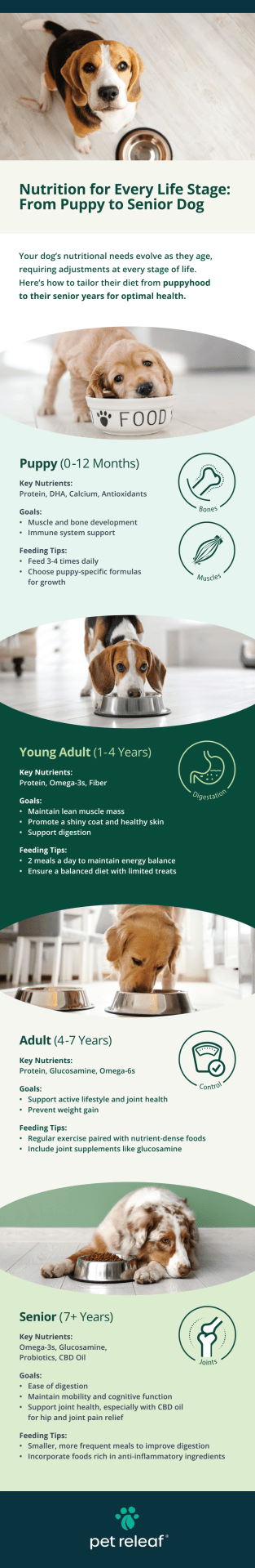 Feeding for Every Phase: Supporting Your Dog’s Health Through Life Stage Nutrition Feeding for Every Phase: Supporting Your Dog’s Health Through Life Stage Nutrition