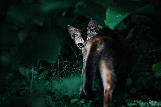 Best Night Hunting Strategies for Coyotes Best Night Hunting Strategies for Coyotes