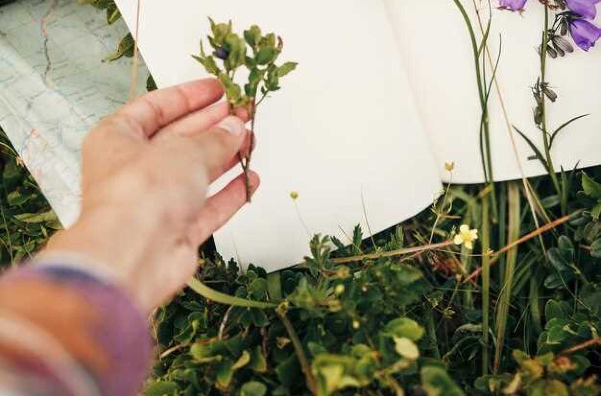 How to Identify Edible Plants in the Wild How to Identify Edible Plants in the Wild