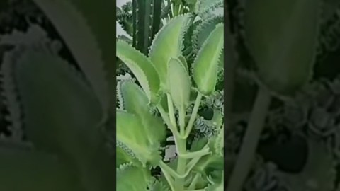 PARA QUE SIRVE LA KALANCHOE MALAMADRE MEDICINA NATURAL #plantas #viral #2023 PARA QUE SIRVE LA KALANCHOE MALAMADRE MEDICINA NATURAL #plantas #viral #2023