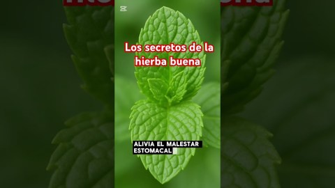 la hierba buena y sus secretos o beneficios #naturaleza #jugosverdes #cocina #plantas #sernatural la hierba buena y sus secretos o beneficios #naturaleza #jugosverdes #cocina #plantas #sernatural