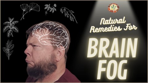 Natural Remedies for Brain Fog – Plants that Support Cognition, Memory, and Focus Natural Remedies for Brain Fog – Plants that Support Cognition, Memory, and Focus