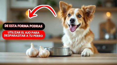 Remedios Naturales: Cómo Utilizar el Ajo para Desparasitar a tu Perro. Remedios Naturales: Cómo Utilizar el Ajo para Desparasitar a tu Perro.