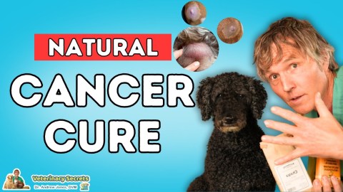 Can Natural Remedies Really Fight Pet Cancer? 5 Breakthrough Tips Every Pet Lover Needs to Know! Can Natural Remedies Really Fight Pet Cancer? 5 Breakthrough Tips Every Pet Lover Needs to Know!
