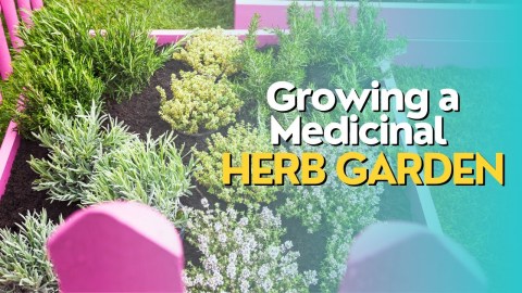 Growing a Medicinal Herb Garden Growing a Medicinal Herb Garden