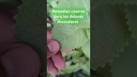 #remedios caseros para los dolores musculares y las articulaciones #remedios caseros para los dolores musculares y las articulaciones