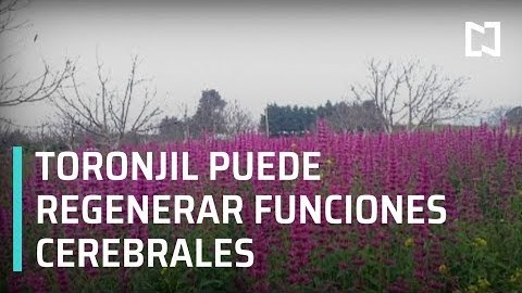 Medicinas naturales podrían regenerar funciones del cerebro – Al Aire Medicinas naturales podrían regenerar funciones del cerebro – Al Aire