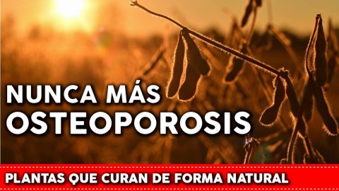 6 Plantas para tratar la OSTEOPOROSIS de forma natural 6 Plantas para tratar la OSTEOPOROSIS de forma natural