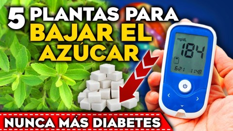 ¡BAJA tu AZÚCAR! 5 PLANTAS para CONTROLAR la DIABETES y BAJAR el AZÚCAR en SANGRE de Forma Natural ¡BAJA tu AZÚCAR! 5 PLANTAS para CONTROLAR la DIABETES y BAJAR el AZÚCAR en SANGRE de Forma Natural