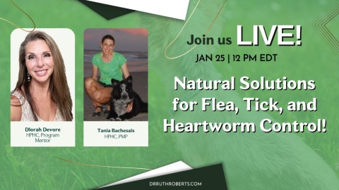 Live Q&A on Natural Solutions for Flea, Tick, & Heartworm Control w/ holistic pet health coach Tania Live Q&A on Natural Solutions for Flea, Tick, & Heartworm Control w/ holistic pet health coach Tania