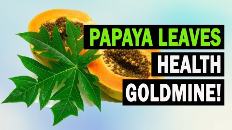 Unlock the Healing Power of Papaya Leaves: Natural Remedies for Better Health! Unlock the Healing Power of Papaya Leaves: Natural Remedies for Better Health!