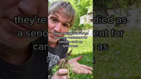 Natural remedy for Cancer and Heart Disease in your yard! Natural remedy for Cancer and Heart Disease in your yard!