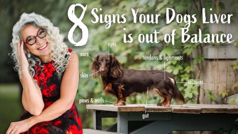 Unlocking TCVM Secrets to Your Pet’s Liver Health Unlocking TCVM Secrets to Your Pet’s Liver Health