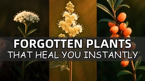 20 Forgotten Medicinal Plants That Will Heal You Instantly 20 Forgotten Medicinal Plants That Will Heal You Instantly