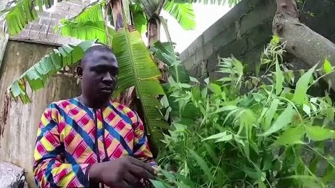 Interest surges for African herbal COVID 'cures' Interest surges for African herbal COVID 'cures'